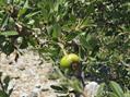 Wild Pear